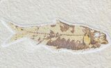 Multiple Knightia Fossil Fish Plate - x #42339-1